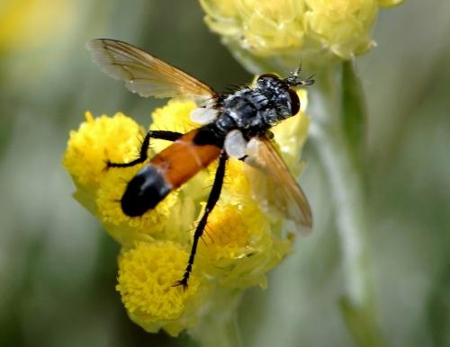 Réf. 232 302 : Cylindromyia sp.